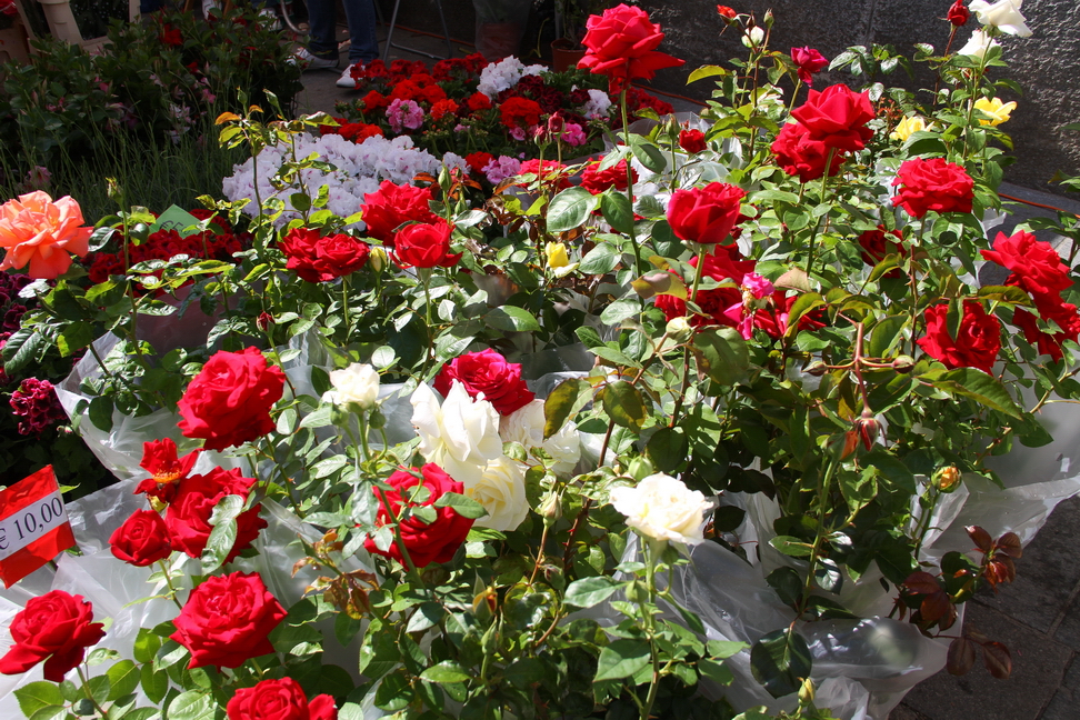 Festa delle rose_45.JPG